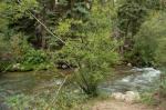Westamerikanische Birke - Betula occidentalis