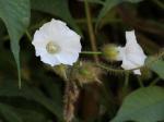 : - Merremia aegyptia