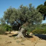 Olivenbaum - Olea europaea