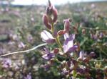 :-Astragalus gracilis
