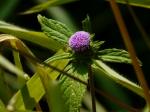 : - Phyllocephalum scabridum