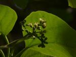 Assyrische Pflaume - Cordia dichotoma