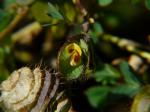 : - Geissaspis cristata