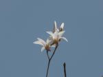 : - Dendrobium barbatulum