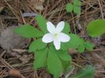 Busch-Windröschen - Anemone quinquefolia