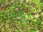 Kriechende Schneebeere - Gaultheria hispidula