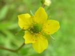 Steife Nelkenwurz - Geum aleppicum
