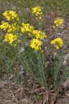 Blasenschötchen - Alyssoides utriculata
