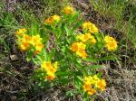 : - Lithospermum canescens