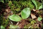 : - Platanthera hookeri