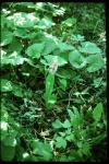 : - Platanthera psycodes