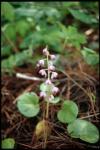 : - Pyrola asarifolia