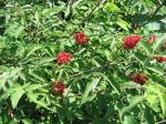: - Sambucus pubens