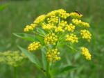 Wiesenpastinak - Zizia aurea