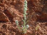 : - Cryptantha celosioides