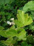 : - Begonia hirtella