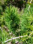 : - Asparagus macowanii
