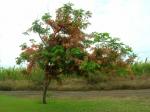 : - Cassia nealiae
