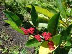 : - Cissus nodosa