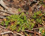 : - Actinotus moorei