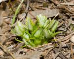 : - Aphelia pumilio