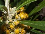 : - Bedfordia arborescens