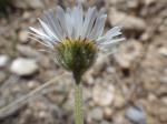 : - Erigeron ochroleucus