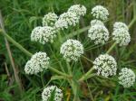 Wasserschierling - Cicuta virosa