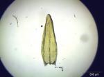 : - Calliergon stramineum