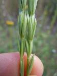 : - Psathyrostachys juncea