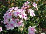 Hoher Stauden-Phlox - Phlox paniculata