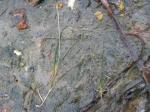 Schraubige Salde - Ruppia cirrhosa