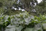 Hain-Klette - Arctium nemorosum