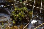 Bauchiges Birnmoos - Bryum pseudotriquetrum