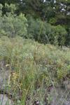 Faden-Segge - Carex lasiocarpa