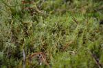 Gewelltblättriges Gabelzahnmoos - Dicranum polysetum