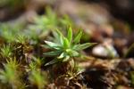 Großes Filzmützenmoos - Pogonatum urnigerum