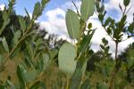 Schwarz-Weide - Salix myrsinifolia