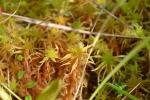: - Sphagnum teres