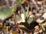 : - Boronia parviflora