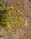 : - Carpha alpina