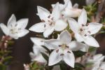 : - Epacris squarrosa