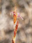 : - Eurychorda complanata