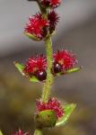 : - Gonocarpus serpyllifolius