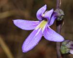 : - Lobelia simplicicaulis