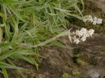 : - Milligania longifolia