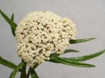 : - Ozothamnus ferrugineus