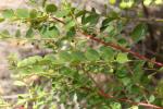 : - Phyllanthus gunnii