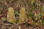 : - Ptilotus spathulatus