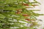 : - Sarcocornia quinqueflora